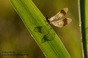 Gebaenderte Heidelibelle - Sympetrum pedemontanum - Weibchen - Heidelibelle - pedemontanum Odonata Großlibellen Libellen Segellibellen Heidelibellen