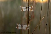 Gebaenderte Heidelibelle - Sympetrum pedemontanum - Weibchen - Heidelibelle - pedemontanum Odonata Großlibellen Libellen Segellibellen Heidelibellen