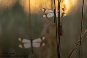 Gebaenderte Heidelibelle - Sympetrum pedemontanum - Weibchen - Heidelibelle - pedemontanum Odonata Großlibellen Libellen Segellibellen Heidelibellen