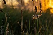 Gebaenderte Heidelibelle - Sympetrum pedemontanum - Weibchen - Heidelibelle - pedemontanum Odonata Großlibellen Libellen Segellibellen Heidelibellen