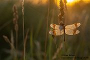 Gebaenderte Heidelibelle - Sympetrum pedemontanum - Weibchen - Heidelibelle - pedemontanum Odonata Großlibellen Libellen Segellibellen Heidelibellen
