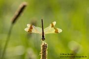 Gebaenderte Heidelibelle - Sympetrum pedemontanum - Weibchen - Heidelibelle - pedemontanum Odonata Großlibellen Libellen Segellibellen Heidelibellen