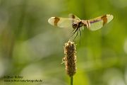 Gebaenderte Heidelibelle - Sympetrum pedemontanum - Weibchen - Heidelibelle - pedemontanum Odonata Großlibellen Libellen Segellibellen Heidelibellen