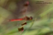 Gebaenderte Heidelibelle - Sympetrum pedemontanum - Weibchen - Heidelibelle - pedemontanum Odonata Großlibellen Libellen Segellibellen Heidelibellen