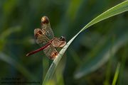 Gebaenderte Heidelibelle - Sympetrum pedemontanum - Weibchen - Heidelibelle - pedemontanum Odonata Großlibellen Libellen Segellibellen Heidelibellen