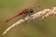 Blutrote Heidelibelle - Sympetrum sanguineum