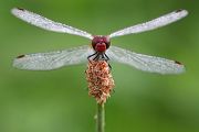 Blutrote Heidelibelle - Sympetrum sanguineum