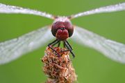 Blutrote Heidelibelle - Sympetrum sanguineum