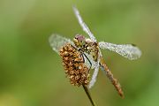 Blutrote Heidelibelle - Sympetrum sanguineum
