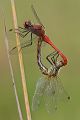 Paarungsrad der Blutroten Heidelibelle - Sympetrum sanguineum Heidelibellen Großlibellen Libellen Insekten Grimma Sachsen Odonata