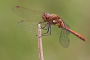 Große Heidelibelle - Sympetrum striolatum - Maennchen