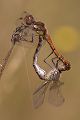 Paarungsrad der Großen Heidelibelle - Sympetrum striolatum