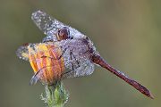 Gemeine Heidelibelle - Sympetrum vulgatum - Maennchen Odonata Großlibellen Heidelibellen Segellibellen Insekten Grimma 