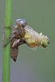 Gemeine Heidelibelle bei der letzten Haeutung - Sympetrum vulgatum