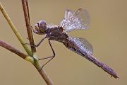 Gemeine Heidelibelle - Sympetrum vulgatum - Weibchen Großlibellen Libellen Odonata Grimma Insekten Segellibellen