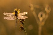 Gemeine Heidelibelle - Sympetrum vulgatum  - Morgen Grimma Sachsen Muldental 