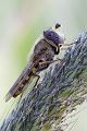 Schwebfliege