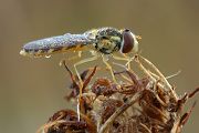 Schwebfliege
