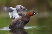 Zwergtaucher - Tachybaptus ruficollis Lappentaucher Taucher Sachsen Voegel Zwergtaucher in Sachsen Prachtkleid Balz Paarung Nestbau Nest 