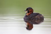 Zwergtaucher - Tachybaptus ruficollis Lappentaucher Taucher Sachsen Voegel Zwergtaucher in Sachsen Prachtkleid Balz Paarung Nestbau Nest 
