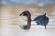 Zwergtaucher - Tachybaptus ruficollis Lappentaucher Taucher Sachsen Voegel Zwergtaucher in Sachsen Prachtkleid Balz Paarung Nestbau Nest 