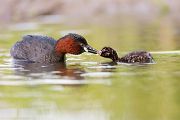 Zwergtaucher - Tachybaptus ruficollis Lappentaucher Taucher Sachsen Voegel Zwergtaucher in Sachsen Prachtkleid Balz Paarung Nestbau Nest, Fütterung der Jungen, Zwergtaucher füttert Junges