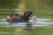 Zwergtaucher - Tachybaptus ruficollis Lappentaucher Taucher Sachsen Voegel Zwergtaucher in Sachsen Prachtkleid Balz Paarung Nestbau Nest, Fütterung der Jungen, Zwergtaucher füttert Junges