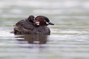 Zwergtaucher - Tachybaptus ruficollis Lappentaucher Taucher Sachsen Voegel Zwergtaucher in Sachsen Prachtkleid Balz Paarung Nestbau Nest, Fütterung der Jungen, Zwergtaucher füttert Junges