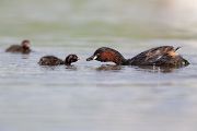 Zwergtaucher - Tachybaptus ruficollis Lappentaucher Taucher Sachsen Voegel Zwergtaucher in Sachsen Prachtkleid Balz Paarung Nestbau Nest, Fütterung der Jungen, Zwergtaucher füttert Junges