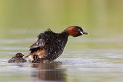 Zwergtaucher - Tachybaptus ruficollis Lappentaucher Taucher Sachsen Voegel Zwergtaucher in Sachsen Prachtkleid Balz Paarung Nestbau Nest, Fütterung der Jungen, Zwergtaucher füttert Junges