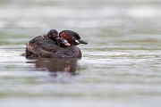 Zwergtaucher - Tachybaptus ruficollis Lappentaucher Taucher Sachsen Voegel Zwergtaucher in Sachsen Prachtkleid Balz Paarung Nestbau Nest, Fütterung der Jungen, Zwergtaucher füttert Junges