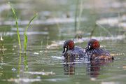 Zwergtaucher - Tachybaptus ruficollis Lappentaucher Taucher Sachsen Voegel Zwergtaucher in Sachsen Prachtkleid Balz Paarung Nestbau Nest, Fütterung der Jungen, Zwergtaucher füttert Junges