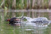Zwergtaucher - Tachybaptus ruficollis Lappentaucher Taucher Sachsen Voegel Zwergtaucher in Sachsen Prachtkleid Balz Paarung Nestbau Nest, Fütterung der Jungen, Zwergtaucher füttert Junges