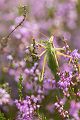 Gruenes Heupferd, Tettigonia viridissima, Großes Heupferd, Großes Gruenes Heupferd, 
Laubheuschrecken, Ensifera, 
Tettigoniidae, 
Tettigoniinae, Heupferde