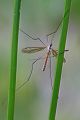 Kohlschnake - Tipula oleracea 