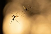 Hochzeitstant, Schnaken, Riesenschnaken, Insekten, Muldental, Grimma, richter-naturfotografie, Zweiflügler, Tipulidae