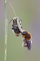 Harzbiene, Bastardbiene - Anthidium byssinum, Trachusa byssina Bienen Wildbienen Thüringen Insekten 
Maennchen Weibchen