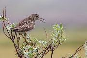 Bruchwasserlaeufer, Tringa glareola,  Regenpfeiferartige, Charadriiformes, Tringa, Norwegen, Limikolen, 