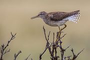 Bruchwasserlaeufer, Tringa glareola,  Regenpfeiferartige, Charadriiformes, Tringa, Norwegen, Limikolen, 