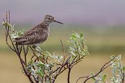 Bruchwasserlaeufer, Tringa glareola,  Regenpfeiferartige, Charadriiformes, Tringa, Norwegen, Limikolen, 