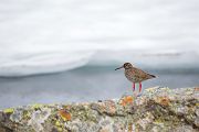 Rotschenkel, Tinga totanus, Jotunheimen, Limikolen, Voegel, Charadriiformes, Tringa,  Schnepfenvoegel, Scolopacidae 