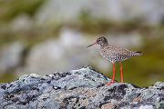 Rotschenkel, Tinga totanus, Jotunheimen, Limikolen, Voegel, Charadriiformes, Tringa,  Schnepfenvoegel, Scolopacidae 