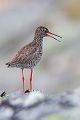 Rotschenkel, Tinga totanus, Jotunheimen, Limikolen, Voegel, Charadriiformes, Tringa,  Schnepfenvoegel, Scolopacidae 