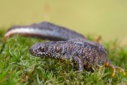 Kammmolch - Triturus cristatus - Maennchen Lurche Echte Salamander Grimma Muldental Sachsen