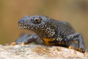 Kammmolch - Triturus cristatus - Maennchen Lurche Echte Salamander Grimma Muldental Sachsen