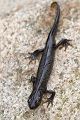 Kammmolch - Triturus cristatus - Maennchen Lurche Echte Salamander Grimma Muldental Sachsen