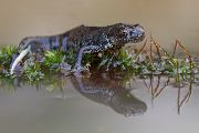 Kammmolch - Triturus cristatus - Maennchen Lurche Echte Salamander Grimma Muldental Sachsen