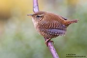 Zaunkoenig - Troglodytes troglodytes Singvoegel Sachsen Grimma Voegel Sperlingsvoegel
