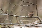 Zaunkoenig - Troglodytes troglodytes Singvoegel Sachsen Grimma Voegel Sperlingsvoegel