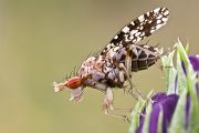 Gepunktete Hornfliege - Trypetoptera punctulata - Hornfliege, Fliege, Wallis, Zweiflügler, Diptera, Schneckenfliegen
